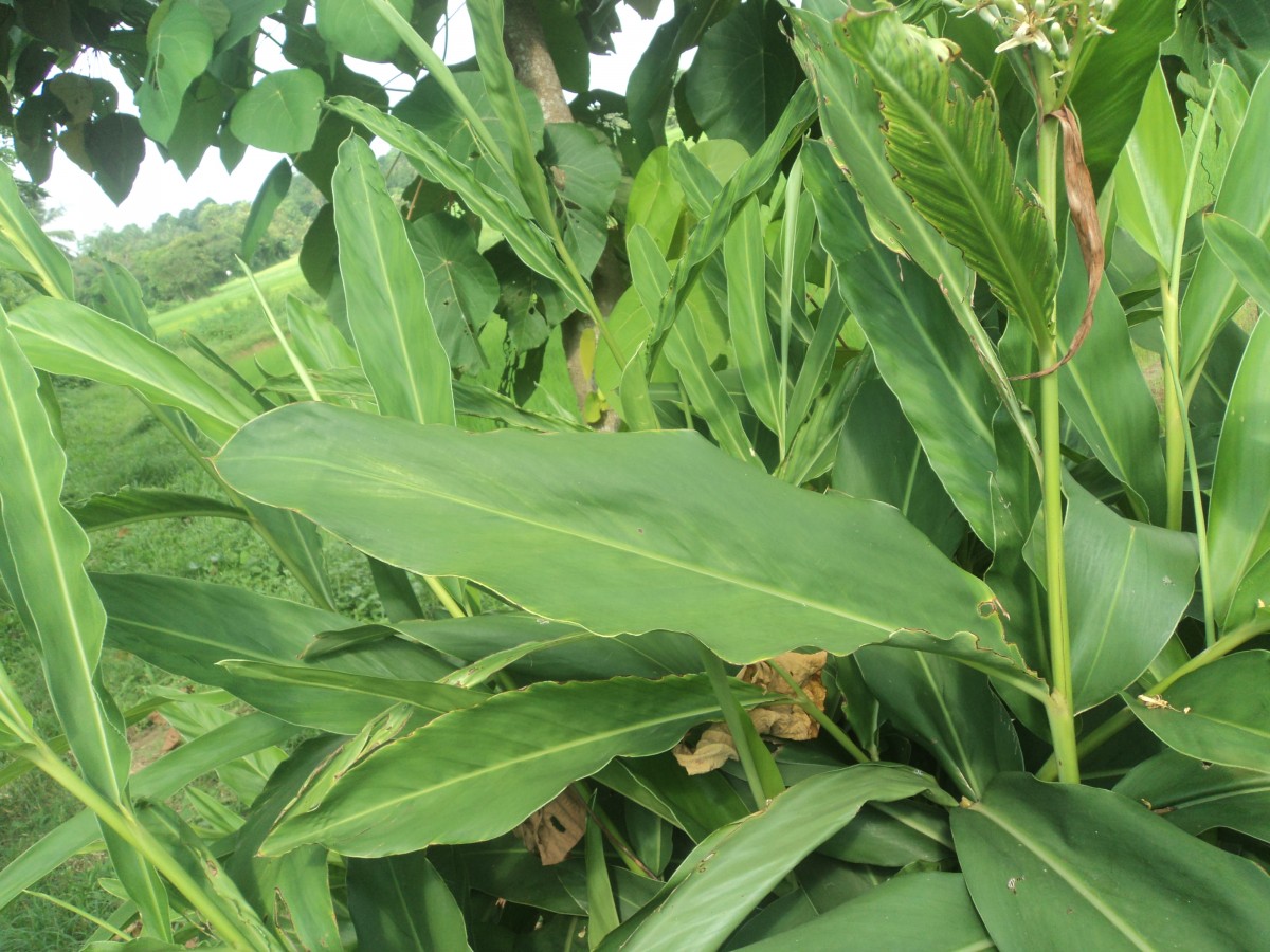 Alpinia galanga (L.) Willd.